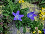 Campanula biebersteiniana. Цветущее растение. Абхазия, Рицинский реликтовый национальный парк, гора Чха, ≈ 2500 м н.у.м., каменистый склон. 15.07.2017.