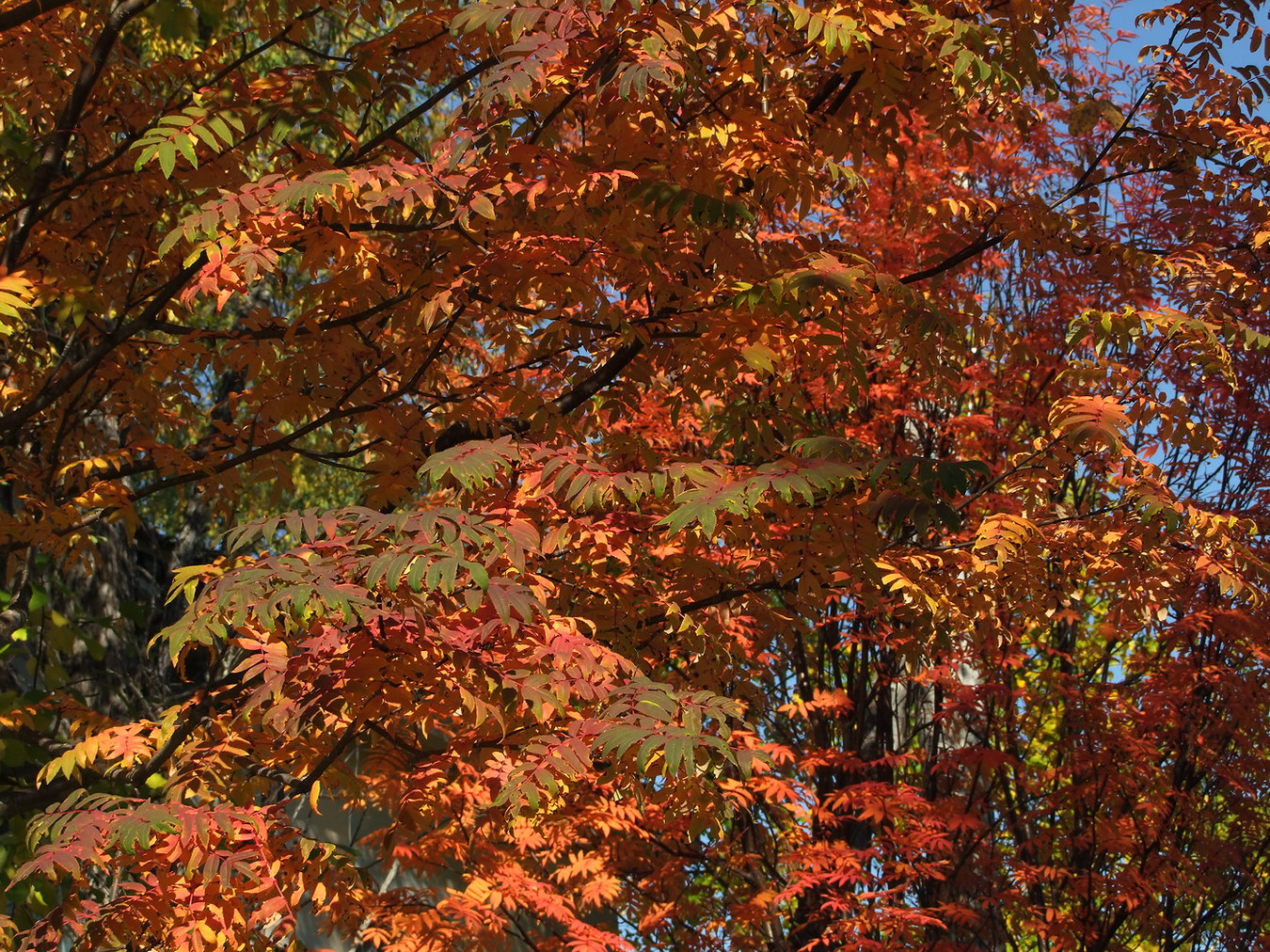 Изображение особи Sorbus sibirica.