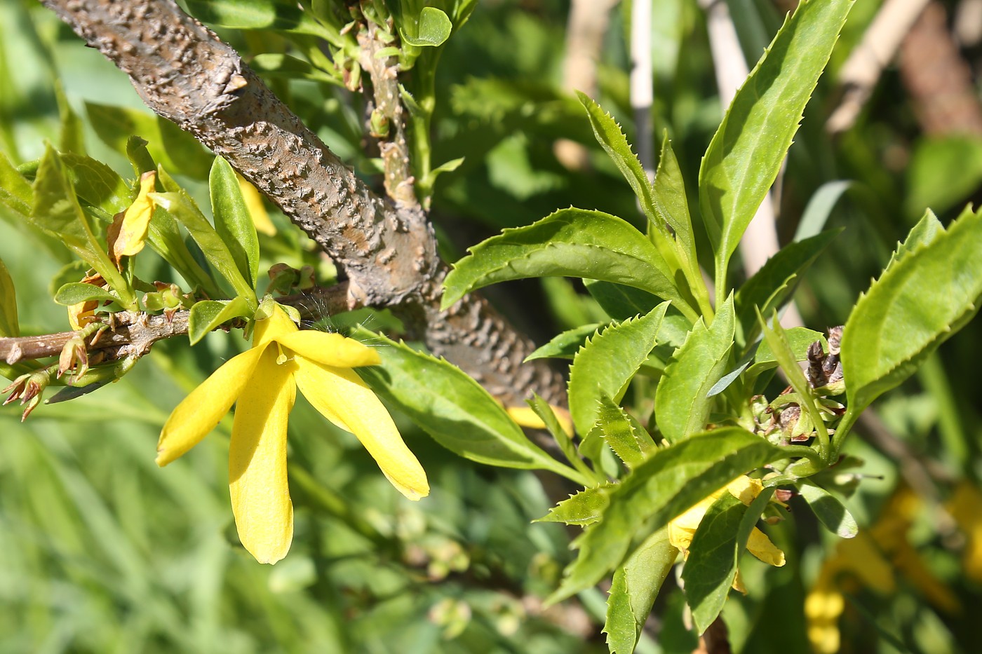 Изображение особи Forsythia europaea.