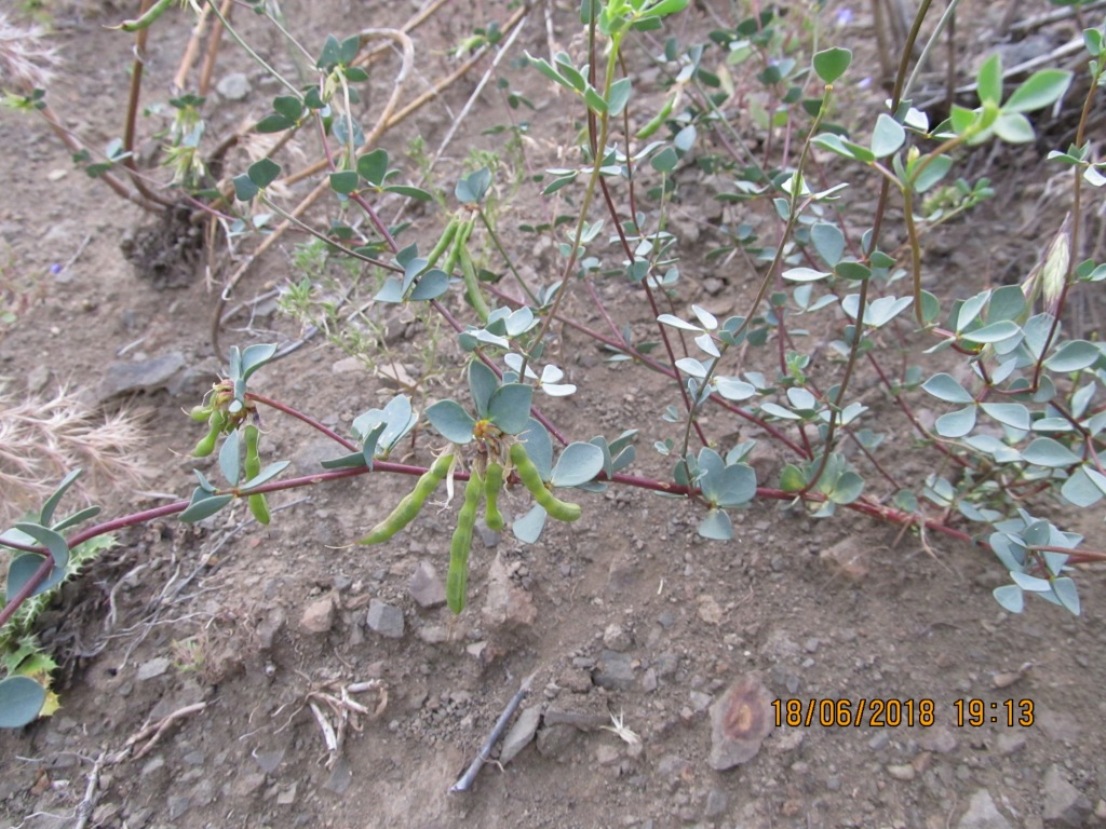 Image of Lotus gebelia specimen.