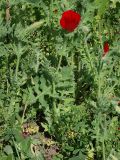 Glaucium corniculatum