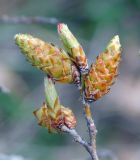 Carpinus orientalis