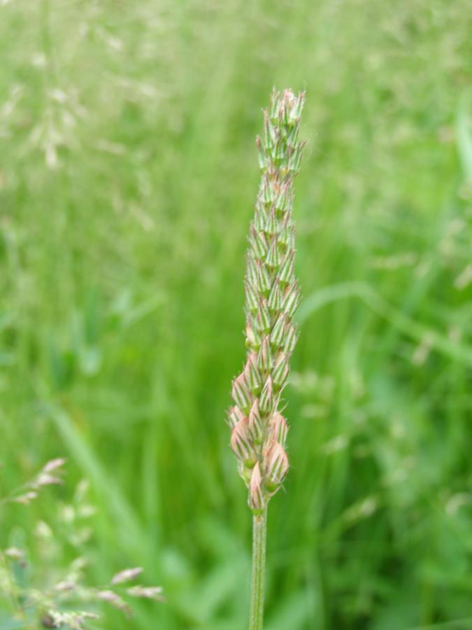 Изображение особи Onobrychis arenaria.