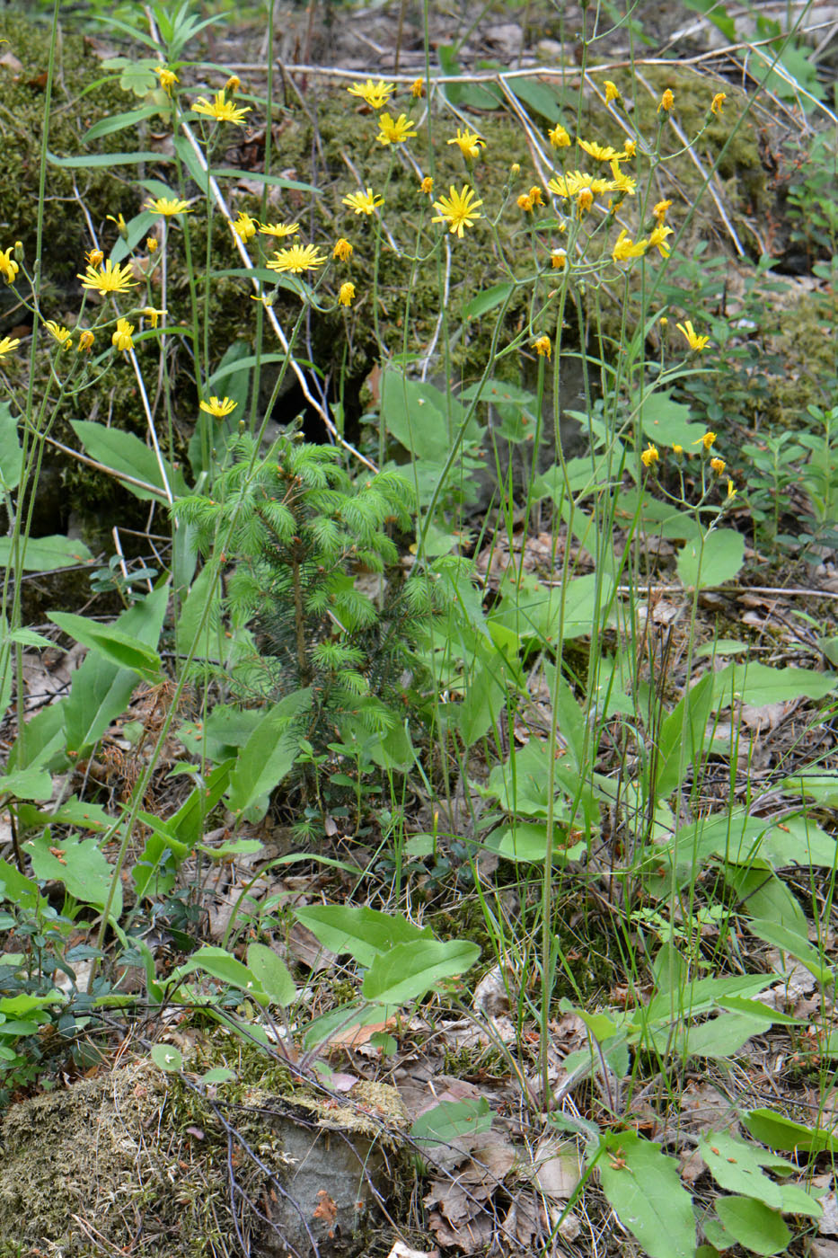 Изображение особи Hieracium sylvularum.