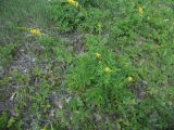 Agrimonia eupatoria