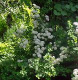 Spiraea trilobata. Цветущее растение. Тверская обл., г. Тверь, Заволжский р-н, ботанический сад ТвГУ, в культуре. 1 июня 2019 г.