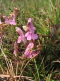 Pedicularis sylvatica. Цветки. Нидерланды, провинция Drenthe, национальный парк Drentsche Aa, заказник Eexterveld, вересковая пустошь. 31 мая 2008 г.