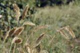 Agropyron pectinatum