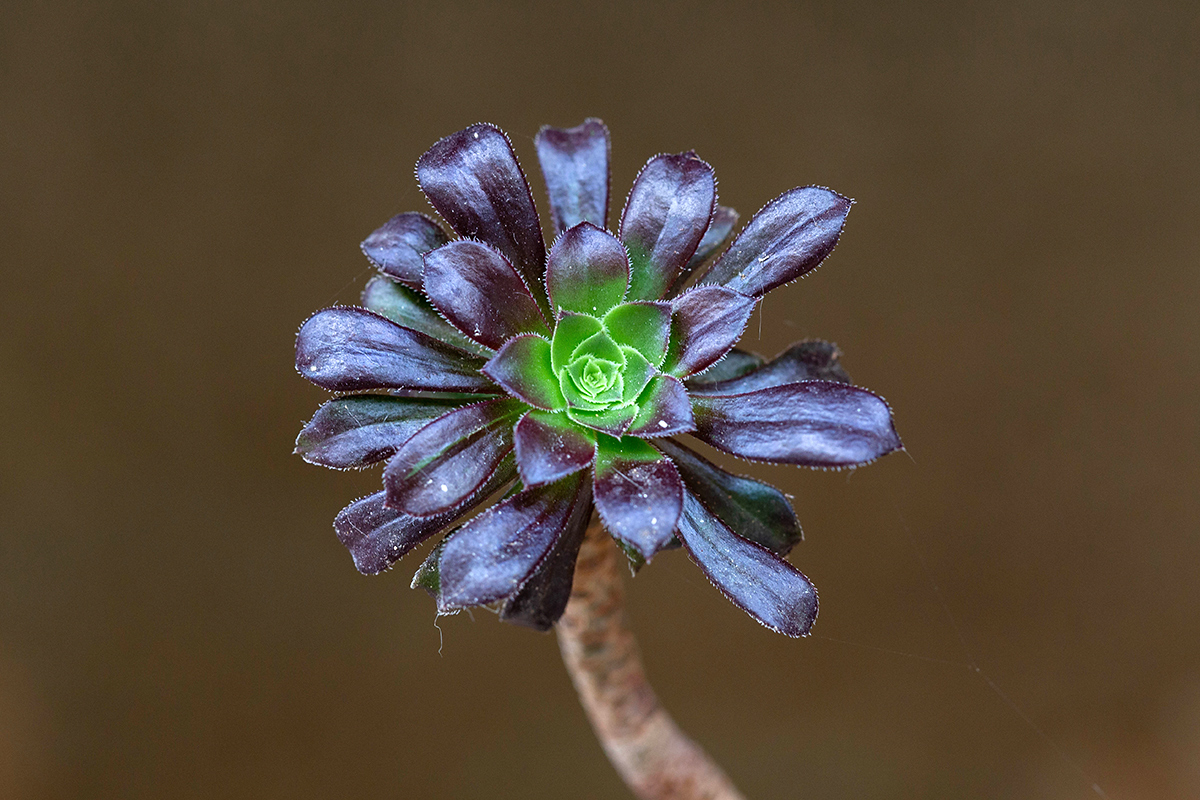 Изображение особи Aeonium arboreum var. atropurpureum.
