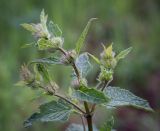 Phlomoides tuberosa. Верхушка растения с развивающимися соцветиями. Пермский край, Кунгурский р-н, окр. дер. Дейково, ур. Греховская гора, разнотравный луг на вершине урочища. 04.06.2023.