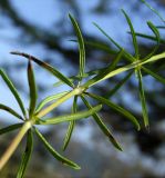 Galium verum. Часть побега. Магаданская обл., окр. г. Магадан, ост. Аммональная, разнотравная поляна в листвнничнике. 14.08.2019.