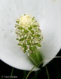 Calla palustris. Соцветие. Украина, Ивано-Франковская обл., Надворнянский р-н, окр. с. Быстрица, долина потока Рафайловец, в ручье. 21 июня 2011 г.