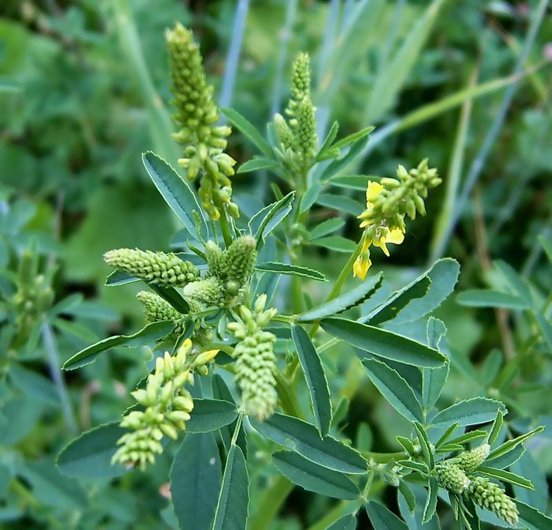 Изображение особи Melilotus officinalis.