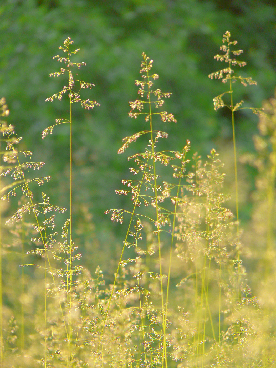 Изображение особи Poa angustifolia.