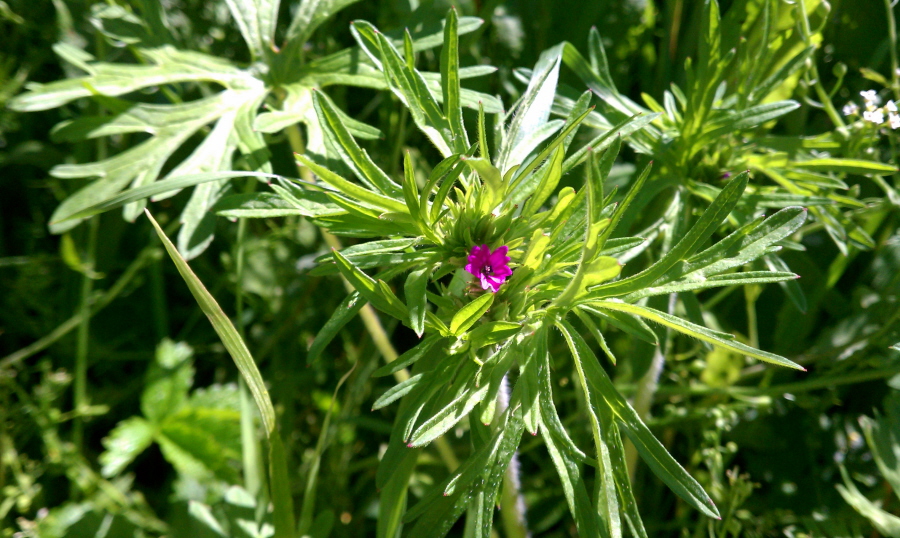 Изображение особи Geranium dissectum.