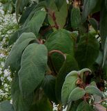 Hydrangea aspera. Побеги с листьями. Нидерланды, г. Venlo, \"Floriada 2012\". 11.09.2012.