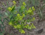 Euphorbia boissieriana