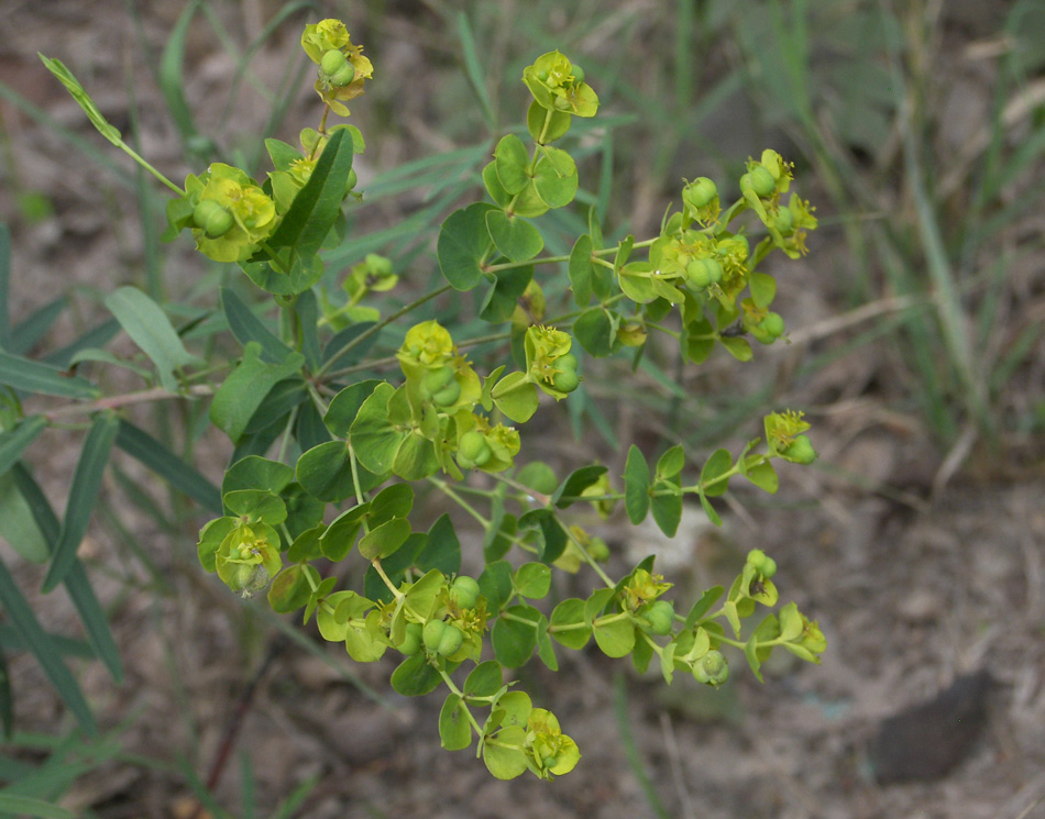 Изображение особи Euphorbia boissieriana.