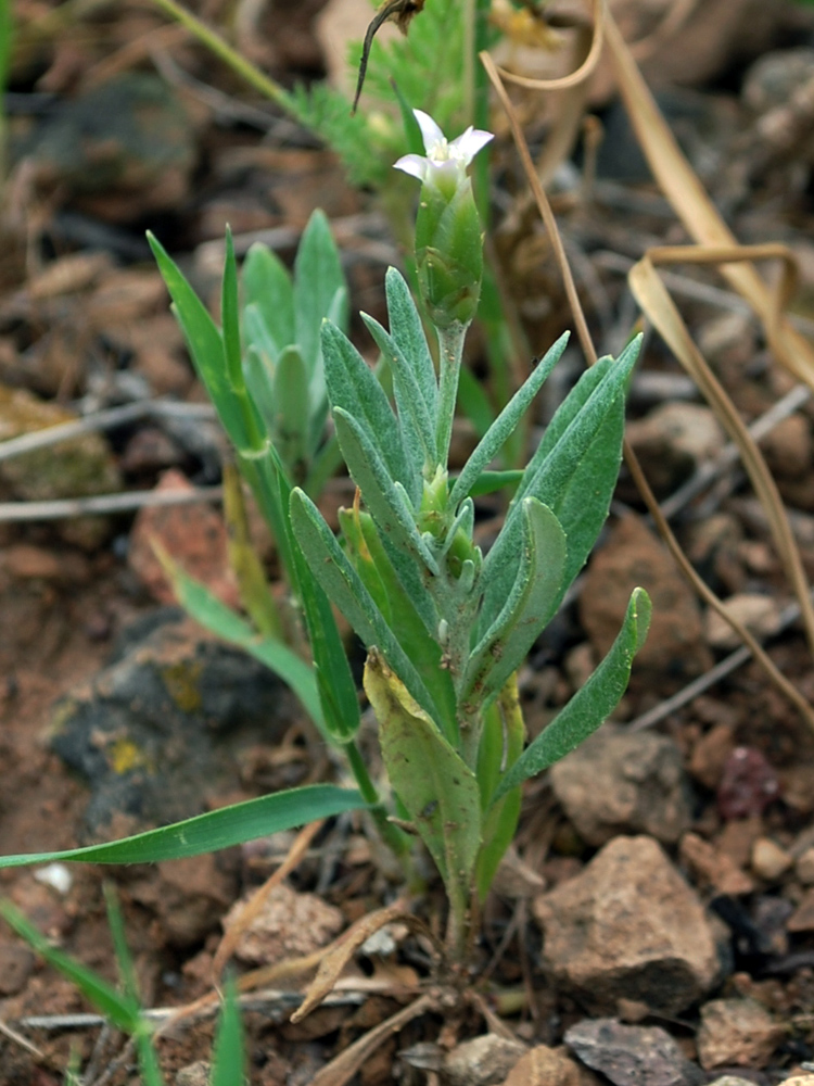 Изображение особи Chardinia orientalis.