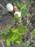 Symphoricarpos albus var. laevigatus