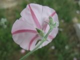 Convolvulus cantabrica