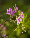 Erodium cicutarium. Цветки и бутоны. Окр. Красноярска, вскопанное поле. 07.07.2013.