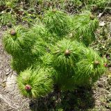 Paeonia tenuifolia