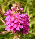 Pedicularis spicata. Верхушка соцветия. Приморский край, г. Владивосток, бухта Соболь, прибрежный склон. 06.09.2013.