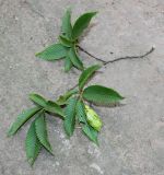 Carpinus japonica