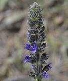 Salvia verbenaca