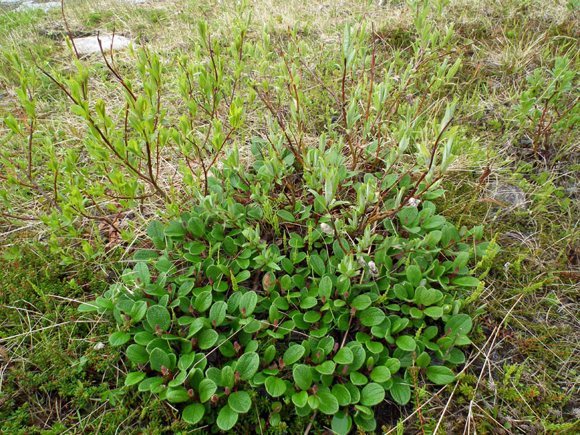 Изображение особи Salix reticulata.