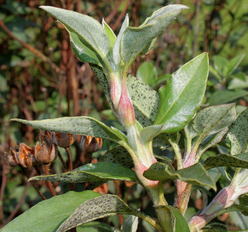 Изображение особи Cistus laurifolius.