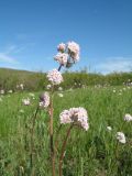 Valeriana tuberosa. Верхушки растений с соцветиями. Западный Казахстан, левобережная сторона р. Урал, окр. оз. Челкар. 8 мая 2014 г.