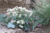 Crambe maritima