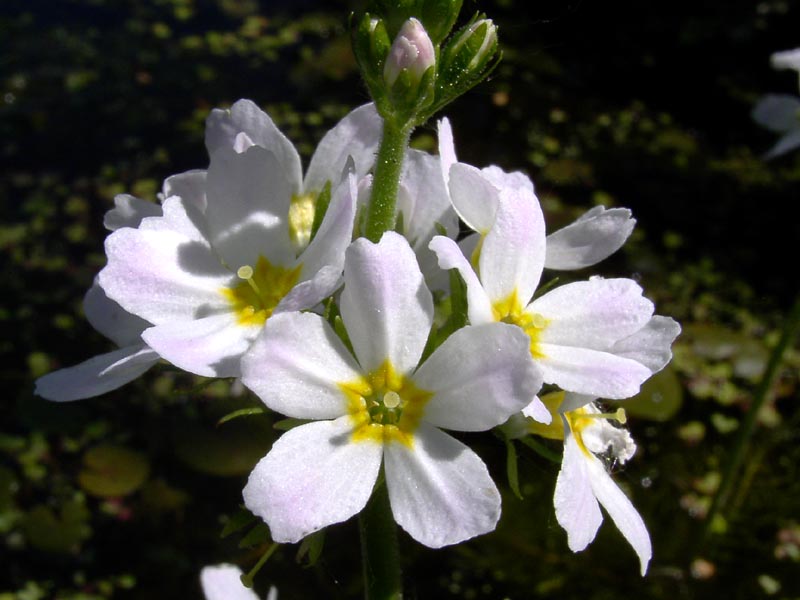 Изображение особи Hottonia palustris.