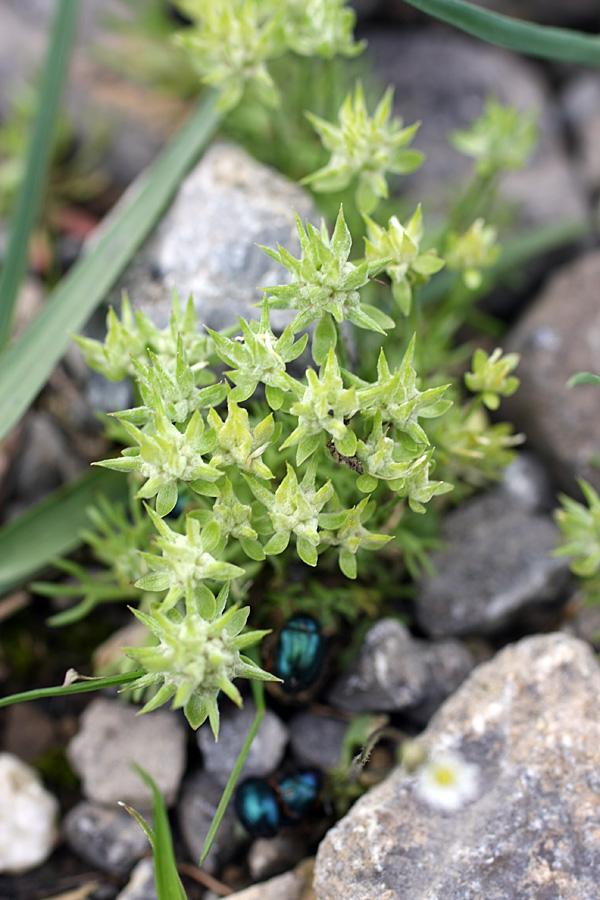 Изображение особи Ceratocephala orthoceras.