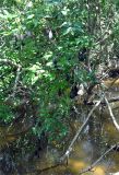 Caesalpinia crista. Ветви древесной лианы с плодами. Андаманские острова, остров Хейвлок, прибрежный лес. 01.01.2015.
