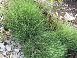 Dianthus acantholimonoides