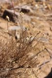 Lepidolopha karatavica. Плодоносящее растение. Южный Казахстан, горы Алатау (Даубаба), сев.-вост. склон вершины 1734, ~1500 м н.у.м. 15.08.2014.