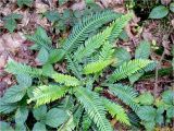 Blechnum spicant