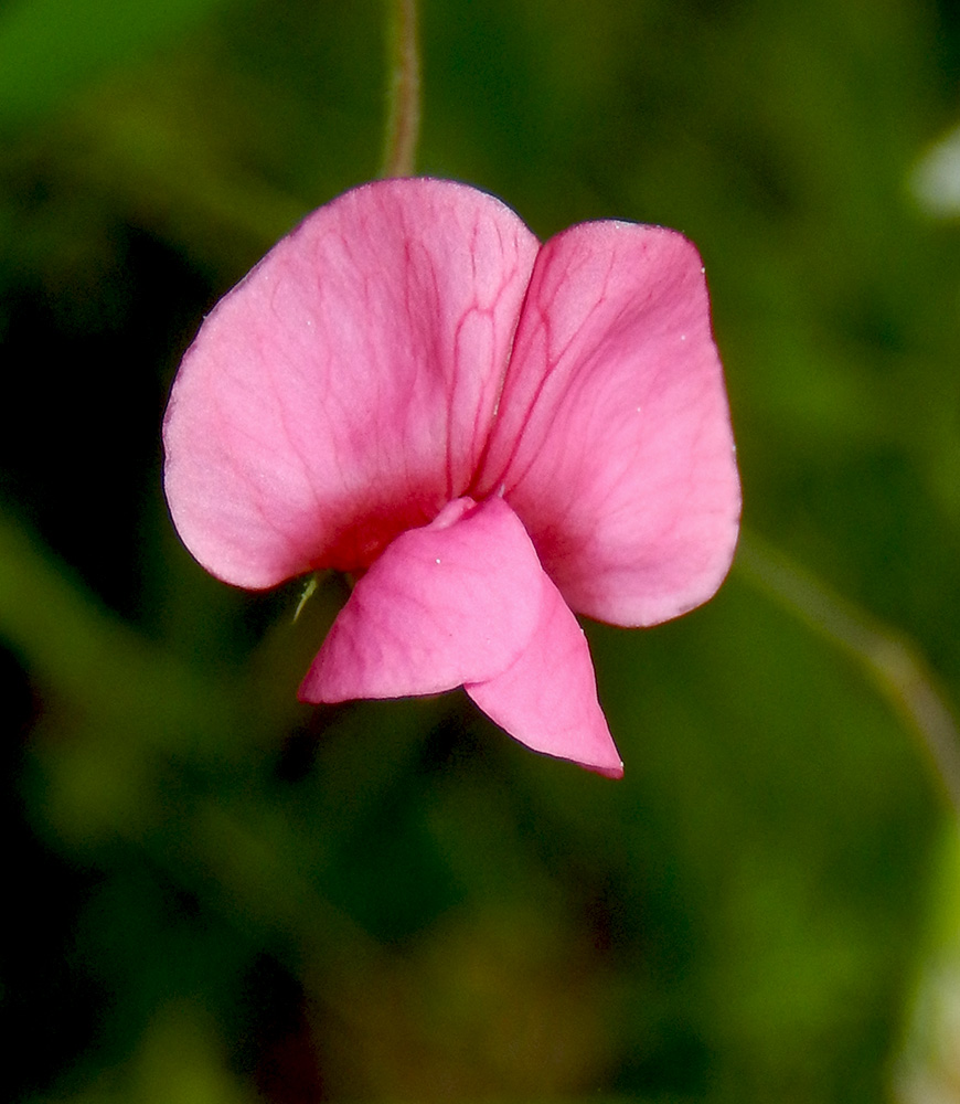 Изображение особи Lathyrus nissolia.