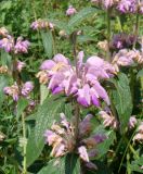 Phlomis majkopensis. Верхушка соцветия. Краснодарский край, Усть-Лабинский р-н, окр. станицы Воронежской, терраса правого берега Кубани. 01.06.2012.