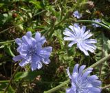 Cichorium intybus