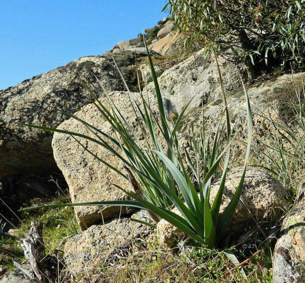 Image of Asphodelus albus specimen.