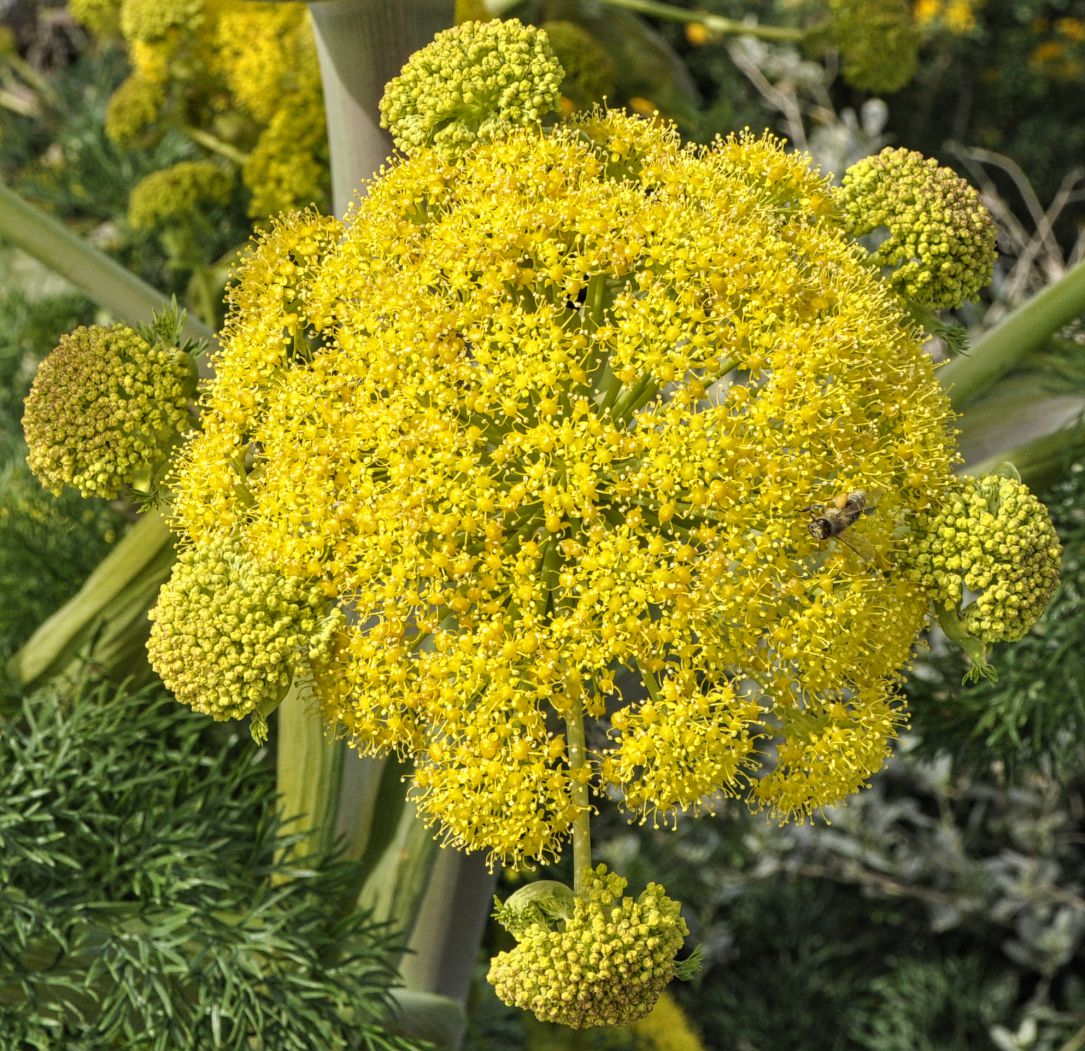 Изображение особи Ferula communis ssp. glauca.