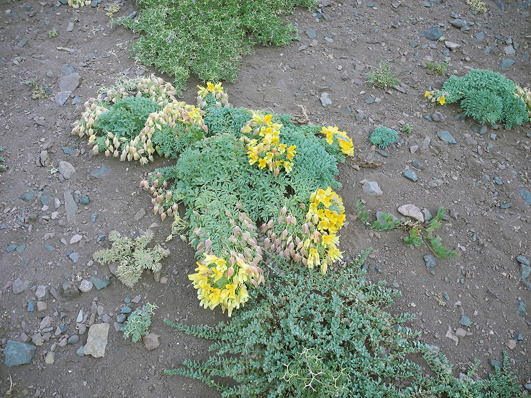 Изображение особи Tropaeolum incisum.