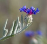 Centaurea depressa