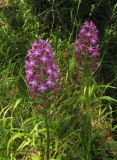 Anacamptis pyramidalis