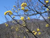 Cornus mas