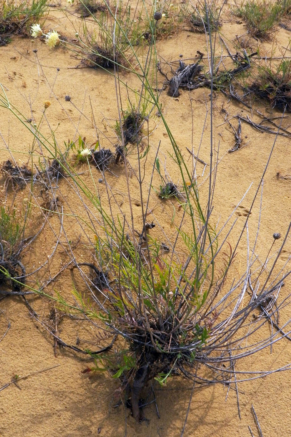 Изображение особи Cephalaria uralensis.